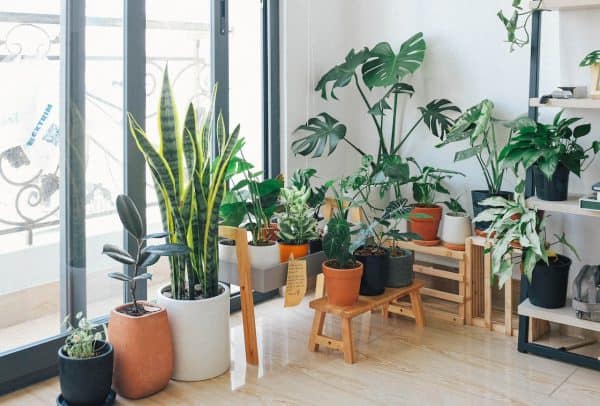 De beste stueplanter for et godt inneklima