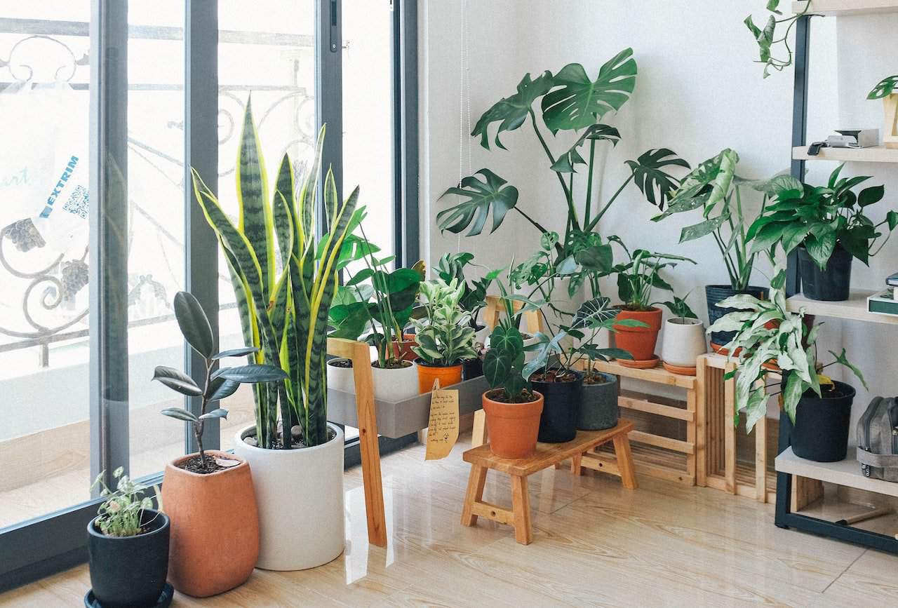 De beste stueplanter for et godt inneklima